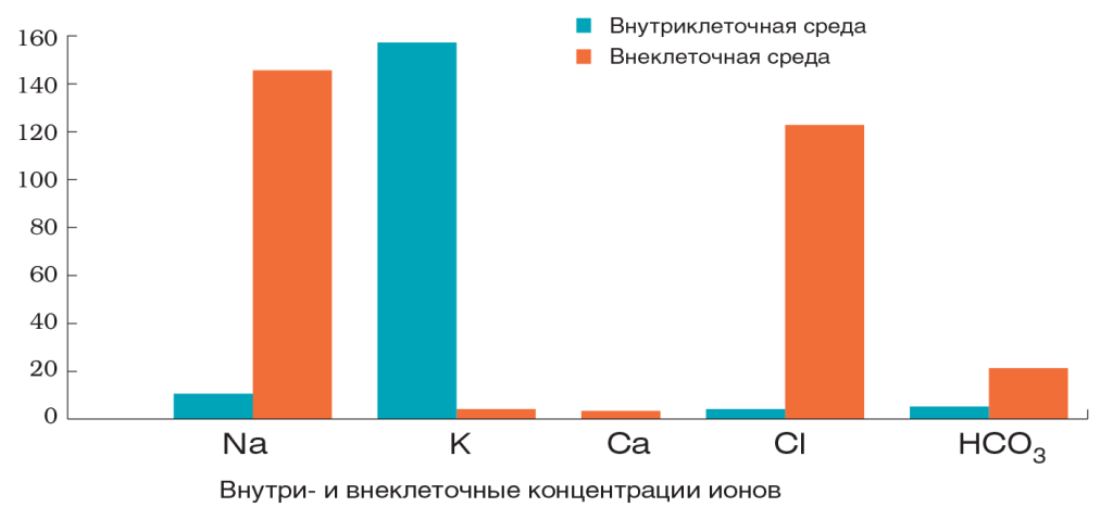 Рис.1 Различия в составе ионов внутри клетки и во внеклеточной среде