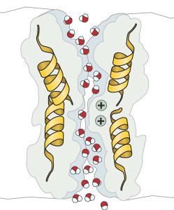 Рис. 2. Аквапорины (AQP)