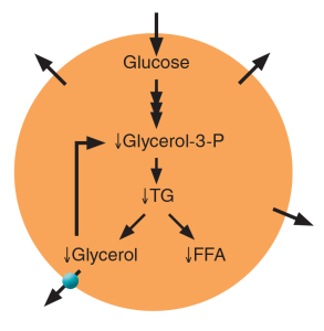 Рис.3 Роль аквапоринов AQP7 в транспорте глицерина через мембрану адипоцитов.