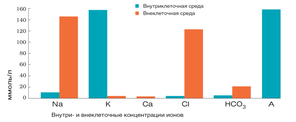 Рис.1 Различия в составе внутриклеточной и внеклеточной среды.