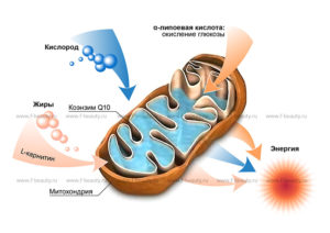 Митохондрия и обменные процессы